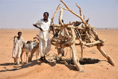 Thirsty Camel Drinking Desert Stock Photos, Pictures & Royalty-Free Images - iStock