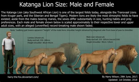 Katanga Lion and Lioness Size by Harry-the-Fox on DeviantArt