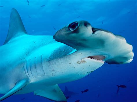 The Hammerhead Shark | The Wildlife