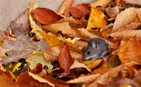 How to Deal with Deer Mice | Environmental Pest Management