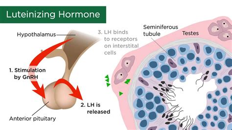 Male Sex Hormones - YouTube