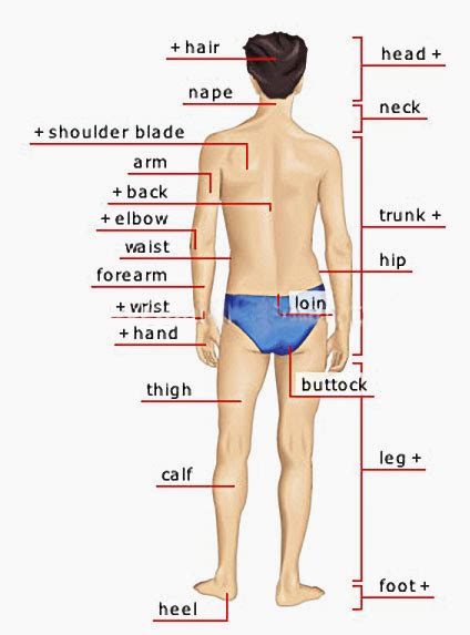 HUMAN BODY MAN POSTERIOR VIEW | Human body vocabulary, Learn english ...