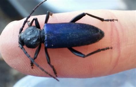 Beetle, iridescent blue - Semanotus amethystinus - BugGuide.Net