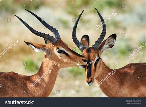 Two male black faced impala photographed in Namibia #Ad , #Affiliate, #faced#black#male#Namibia ...