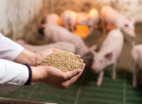 Practical grinding guidelines for pig feeds - Nuevo - Wide range of products and services on ...