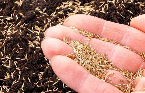 Grass Seed Germination Temperature: How Soil Temperature is Key