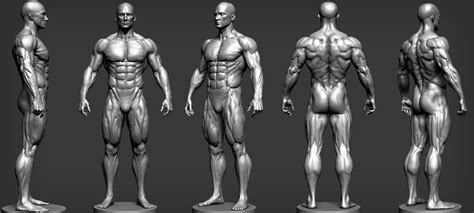 3D Male Anatomy Reference em 2020 | Referência anatomia, Desenho da figura humana, Anatomia zbrush