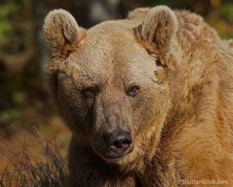 Syrian-brown-bear - World Land Trust