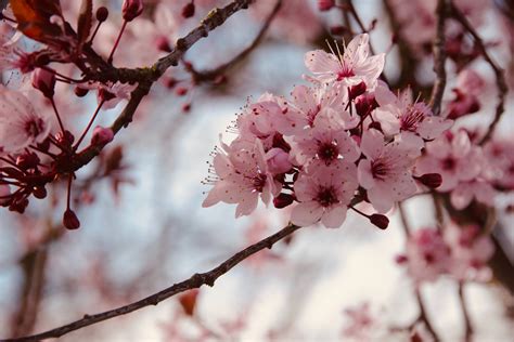 Pink Cherry Blossom in Close Up Photography · Free Stock Photo