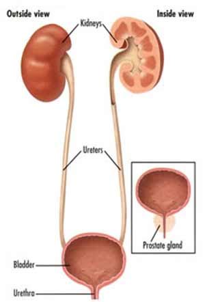 Hematuria Treatment India,Cost Hematuria Treatment Bangalore India