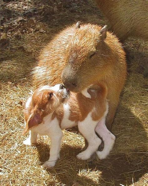 Capybara Is Friends With All Animals At Arkansas Sanctuary - The Dodo ...