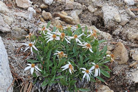 2015.08.07_11.45.35_IMG_0121 | King's serpentweed (Herrickia… | Flickr