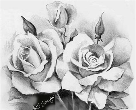 roses drawing | Dibujos a lapis, Dibujos de palomas, Dibujos