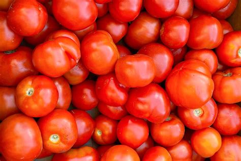 Early Girl Tomato: How to Grow Healthy Tomato Plants - Garden Dreams