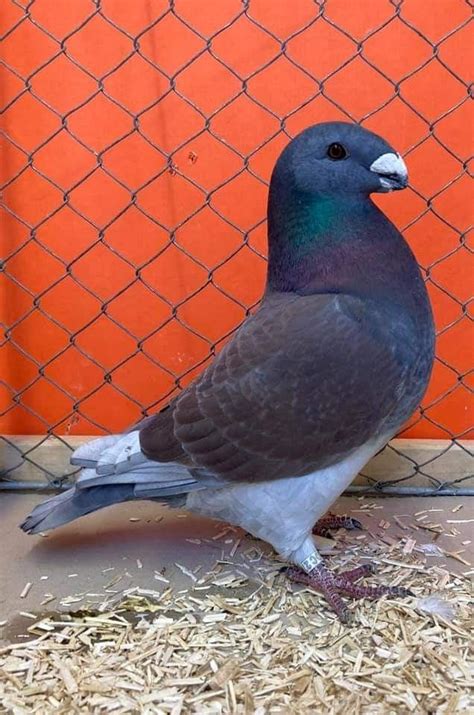 Racing Pigeon | Pigeon Breeds and Pictures