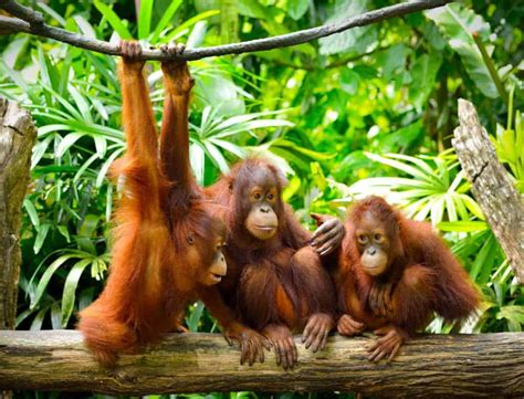 Discovery Of An Unknown Orangutan Population - A-Z Animals