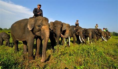 Way Kambas National Park, Attractions and Elephant Conservation | INDEPHEDIA.com