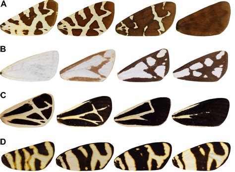 Frontiers | The Arctiid Archetype: A New Lepidopteran Groundplan