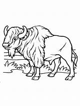 Buffalo Wild Wings Coloring Pages Buffalo Is A Cattle Mammal Inhabit  sketch template