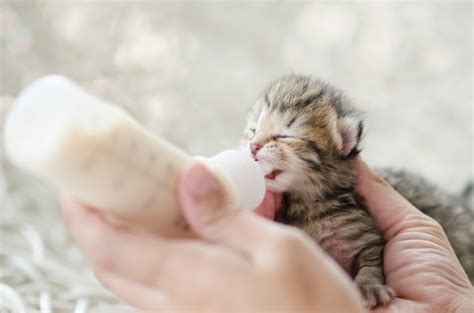 Caring for Newborn Kittens | ThriftyFun