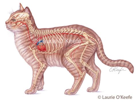 Circulatory system of the cat viewed from the left lateral side ...