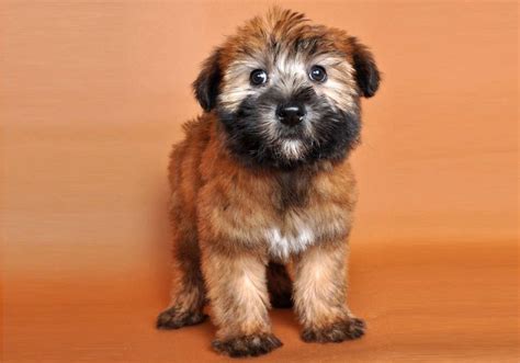 Wheaten Terrier Puppies