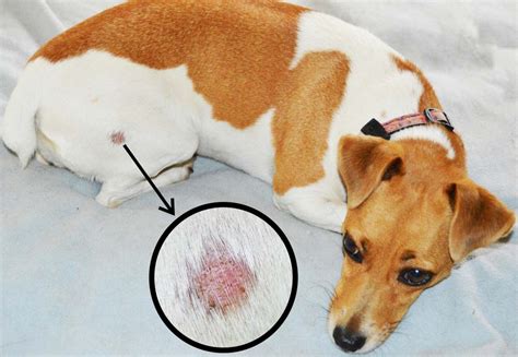 9 Common Dog Skin Problems with Pictures (Prevention and Treatment ...