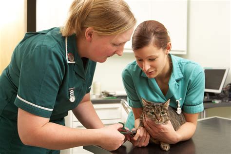 The role of the veterinary nurse in the management of senior pets - Veterinary Practice