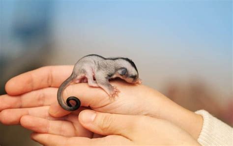 Breeding and Selling Sugar Gliders for a Profit [Step-by-Step] – thepetsavvy.com