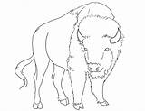 Bison Coloring Pages To Download And Print For Free sketch template