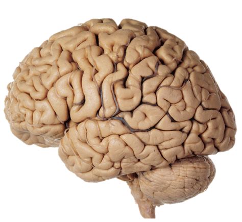 Gyri and Sulci Diagram | Quizlet