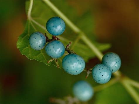 Blue Porcelain Berries | Van Saun Park, Paramus, NJ Always l… | Flickr