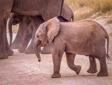 Male African Bush Elephant Calf, Amboseli National Park | Flickr