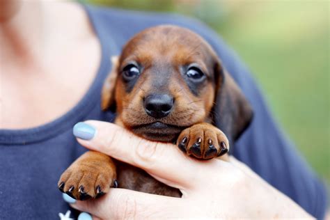 How To Care For a Dachshund – The Complete Guide - I Love Dachshunds