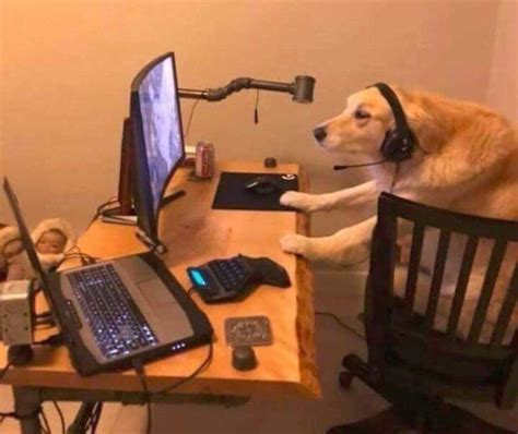 a dog sitting at a desk with a laptop and headphones on