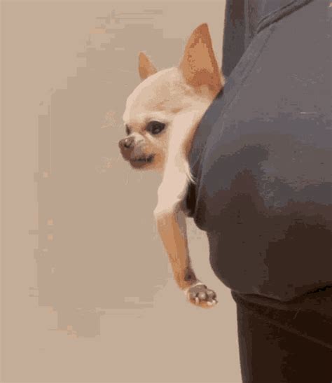 Funny Chihuahua GIF - Funny Chihuahua - Discover & Share GIFs