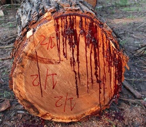 The Bloodwood Tree | Amusing Planet