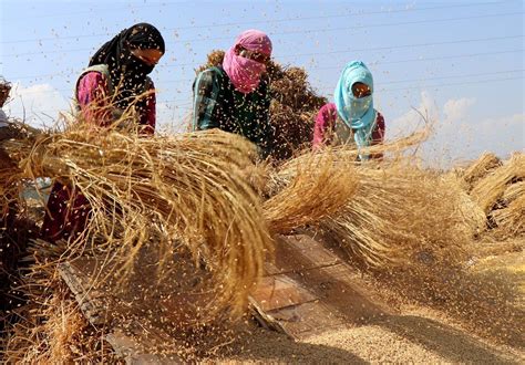 In Pictures: Kashmir’s Paddy Harvesting