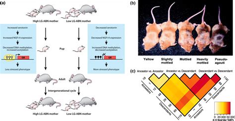 Epigenetics in natural animal populations - Hu - 2017 - Journal of Evolutionary Biology - Wiley ...