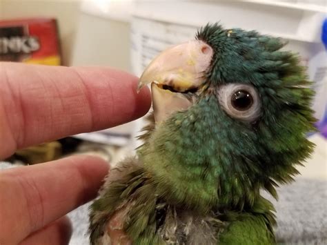 blue crown conures | whidbey birds