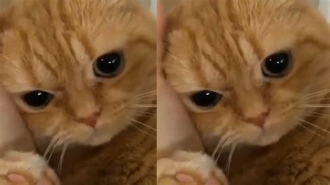 This cat's eyes are so emotive | - Times of India VideosTweets by ...