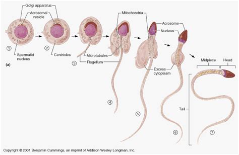 Azoospermia: Natural Remedy for Zero Sperm Count