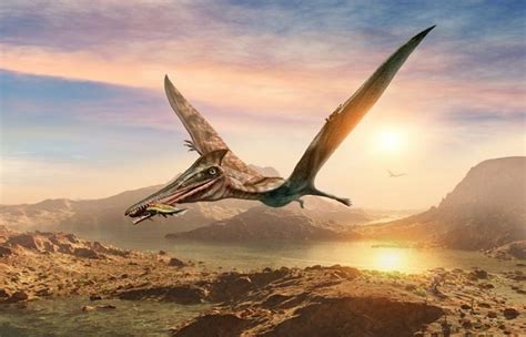 Scientists clarify origins of pterosaurs, the dinosaur era’s flying reptiles - SUCH TV