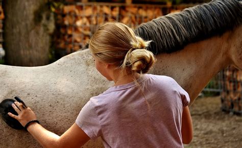 Caring for Horses - Tips for Busy Owners | Integrity Horse Feeds