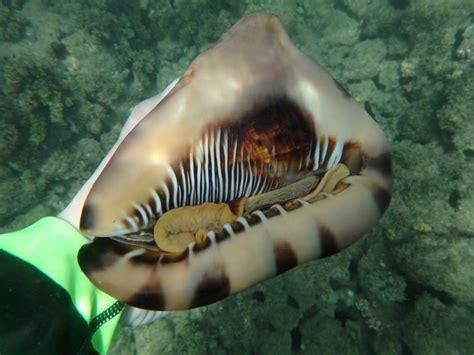 a close up of a jellyfish in the water