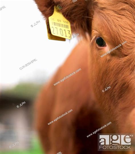 Brown cow in field, close up, Stock Photo, Picture And Rights Managed Image. Pic. CUR-IS09A8P8L ...