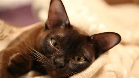 BURMESE CAT PERSONALITY AND BREED (ALL YOU NEED TO KNOW) - DorkyCats