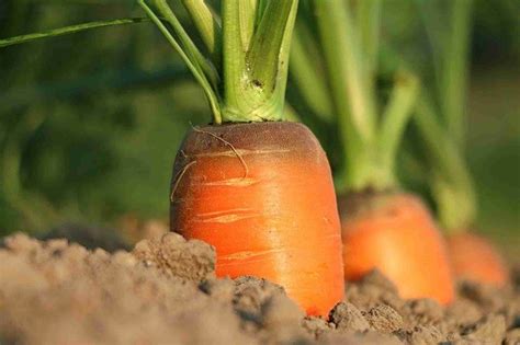 How To Make Sandy Soil For Carrots – GrowerExperts