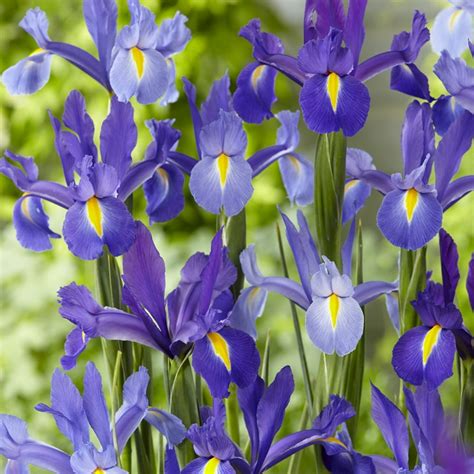 Van Zyverden Dutch Iris AllBlue Discovery Set of 25 Bulbs - Walmart.com - Walmart.com