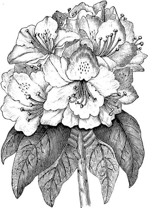 Rhododendron Ponticum | ClipArt ETC | Flower line drawings, Flower art ...